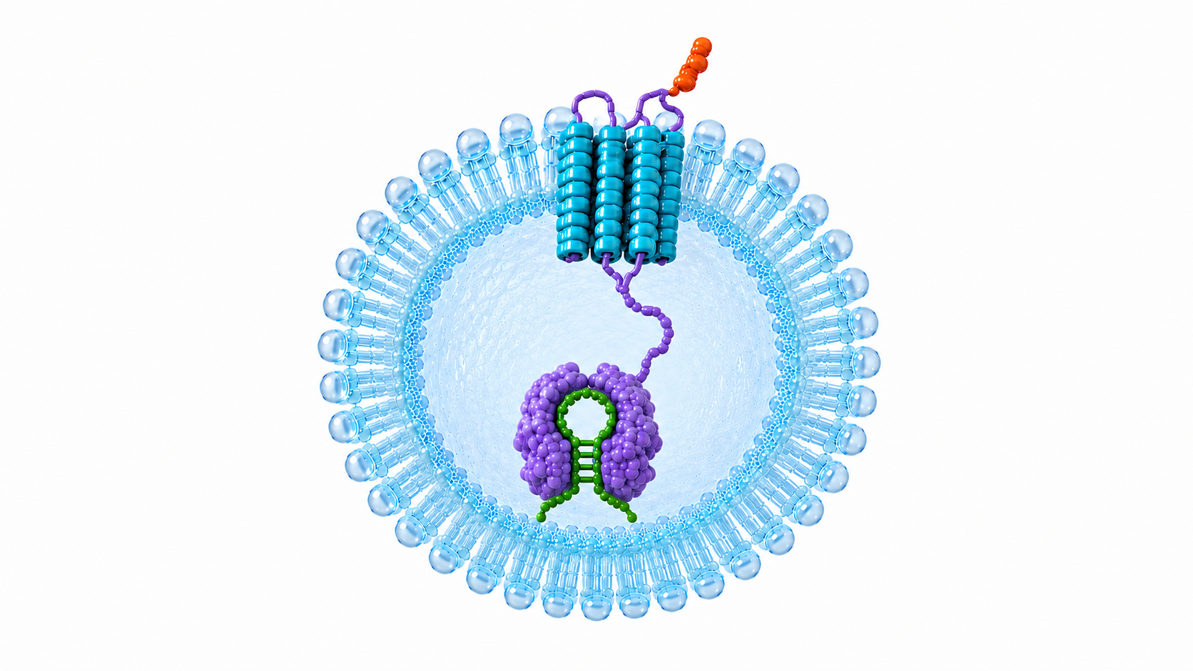 RNA-Loaded Exosome